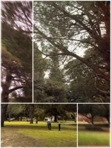 A collage of photoso of a group of people in a park