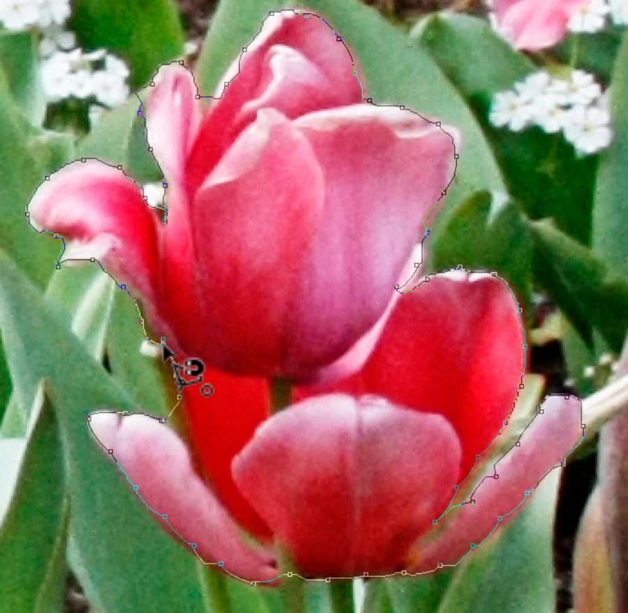 A close up of a tulip